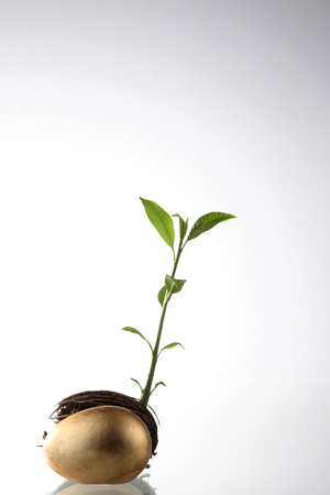 investment grow like a treeの写真素材