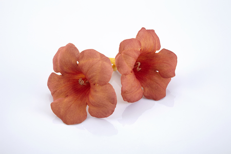 orange trumpet vine on the white backgroundの写真素材