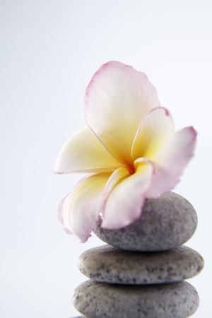 Frangipani flower on stones, isolated on white backgroundの写真素材