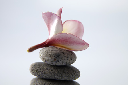 Frangipani flower on stones, isolated on white backgroundの写真素材