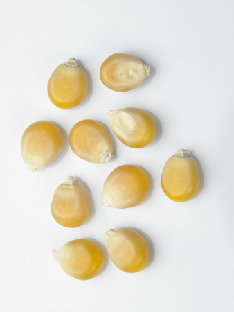 corn yellow corn for popcornの写真素材