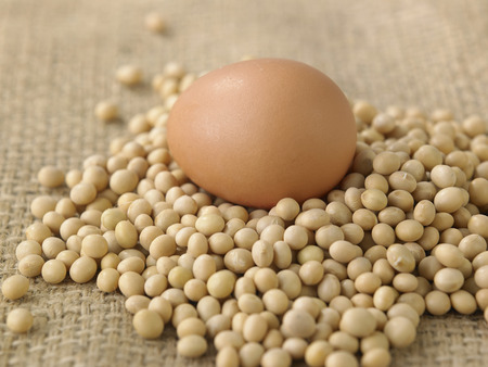 Chicken egg on soy beansの写真素材