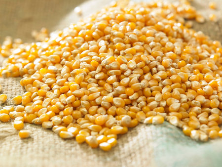maize corn on the sack cloth