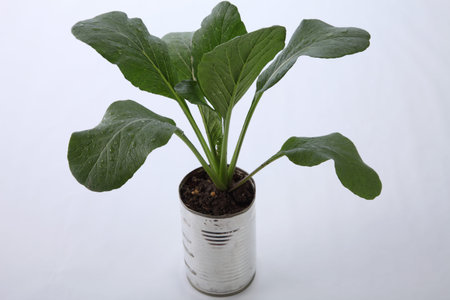 choy sum growing from the recycle aluminium can
