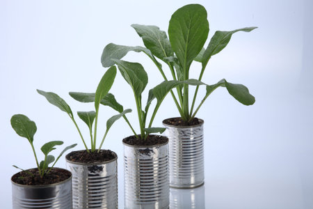 choy sum growth stage from the recycle aluminium canの写真素材