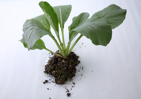 choy sum growing from the recycle aluminium canの写真素材