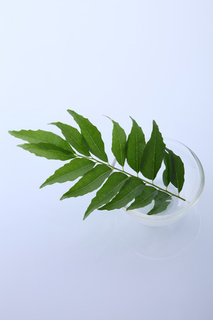 close up of a glass bowl and fresh indian curry leavesの写真素材