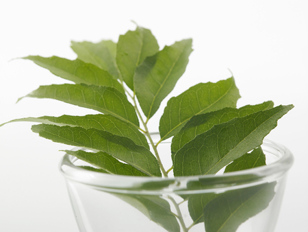 close up of the curry leaf on the glass bowlの写真素材