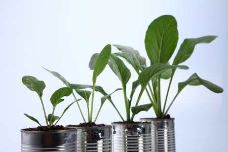 choy sum growth stage from the recycle aluminium canの写真素材