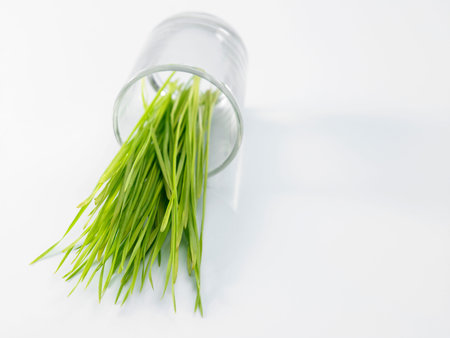 fresh green wheat grass isolated on white background