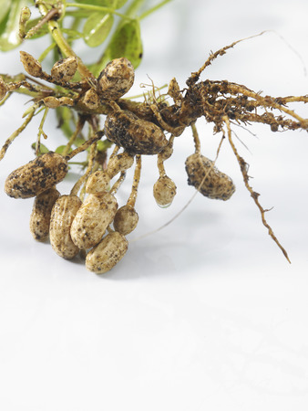 Groundnut Plants Showing The Roots And Groundnuts Attachedの写真素材