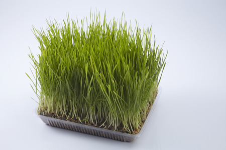 fresh green wheat grass isolated on white backgroundの写真素材