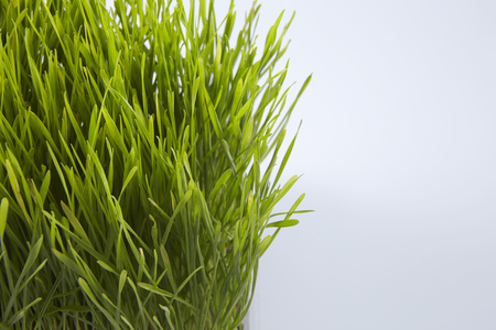 fresh green wheat grass isolated on white backgroundの写真素材
