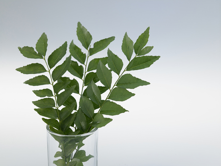 curry leaf in glass containerの写真素材