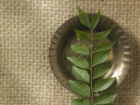 Top view fresh curry leafの写真素材