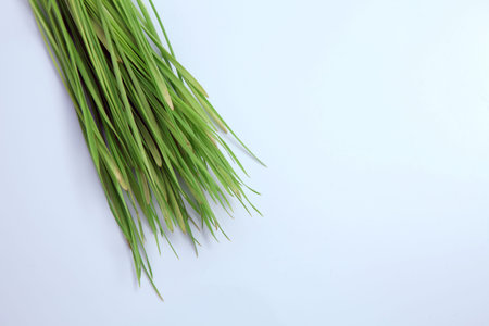 wheat grass isolated on white background