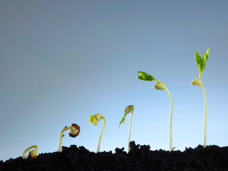 Growing plant in soil isolated on gray background.