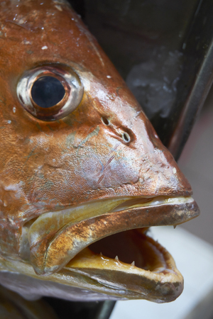 fish market at rural areaの写真素材