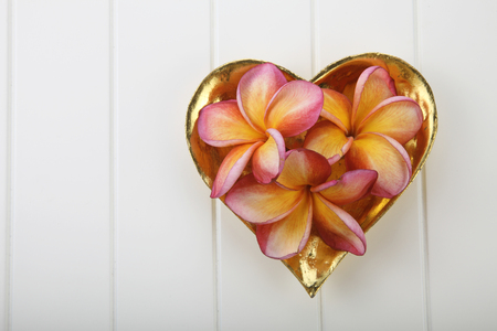 frangipani flower spa and beauty conceptの写真素材