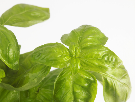 fresh basil leaf on the white backgroundの写真素材