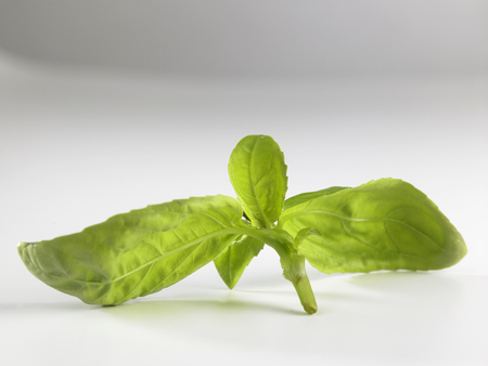 fresh basil leaf on the white backgroundの写真素材