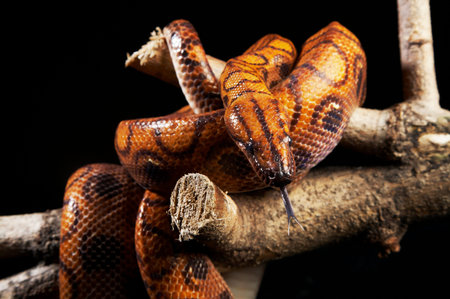 Boa Constrictor coiled on branch