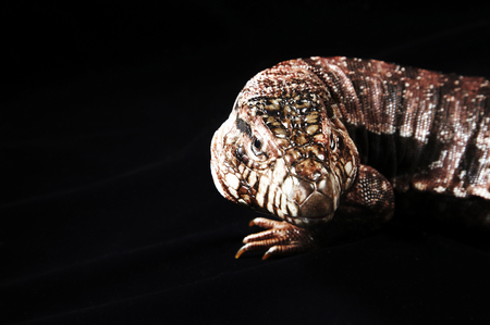 Front view of Red Teguの写真素材