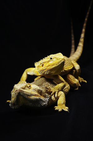 A Bearded Dragon on top of anotherの写真素材