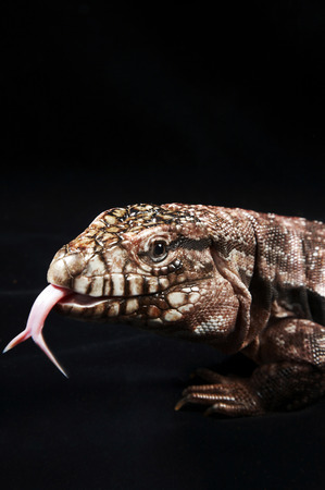 Close up on head of Red Teguの写真素材