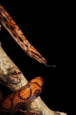 Boa Constrictor coiling down the branch