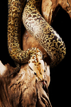 Prairie Kingsnake coiling down the tree