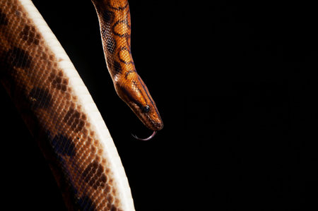Boa Constrictor coiling down