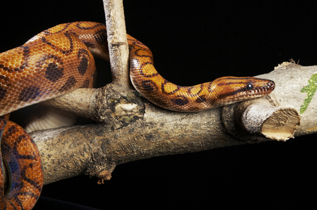 Boa Constrictor on to of branchの写真素材