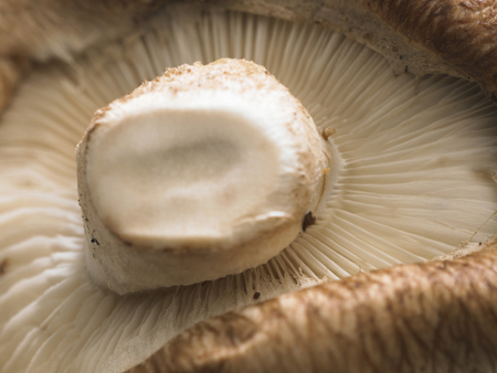 close up on mushroomの写真素材