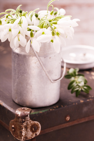 Snowdrops vintage watering can, on the old suitcase.selective focusの写真素材