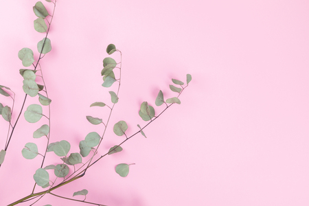Eucalyptus branch  on the Pink Paper. Minimal Fashion Stillife.  Concept  Trendy Bright Colors.Copy space for Text.Top View. Flat Lay.の写真素材