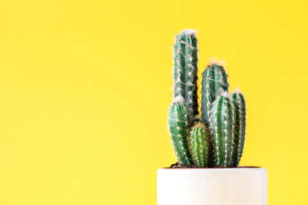 Cactus on bright yellow background.Trendy abstract style.Creative layout.Copy space for Text.の写真素材