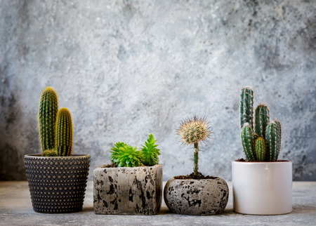 Collection of various cactus and succulent plants in different pots. House plants on gray background.Modern design.の写真素材