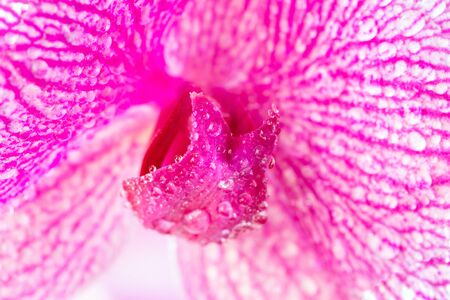 Extreme Macro droplets on orchid pink  color.Floral Background.Phalaenopsis.Close up.の写真素材