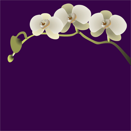 Vector illustration of a branch with three flowers of orchids on a purple background EPS 10のイラスト素材