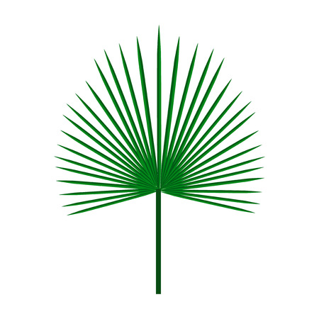 Green symmetric palm leaf on isolated white background, vector illustrationのイラスト素材
