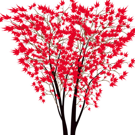 Card with autumn maple tree. Red maple trees in the middle. Japanese red maple. Vector illustrationのイラスト素材