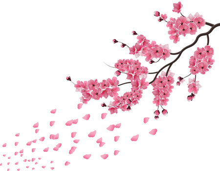 sakura. Lush the branch of dark pink sakura blossom in the wind . Isolated on white background. Vector illustrationのイラスト素材