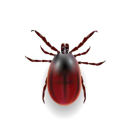 Harvest bug on a white background wiht shadow . Vector illustrationのイラスト素材