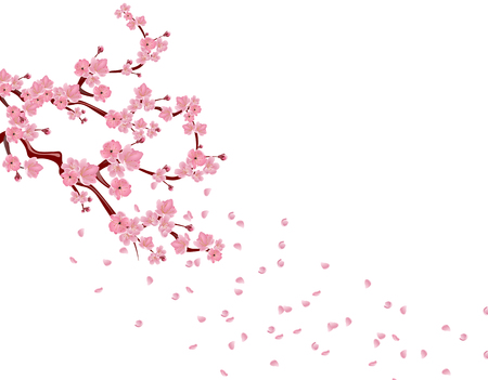 Branches with pink flowers and cherry buds. Sakura. Petals flying in the wind. isolated on white background. vector illustrationのイラスト素材