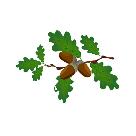 Green oak branch with acorns. Volumetric drawing without a mesh and a gradient. Isolated on white background. illustrationのイラスト素材