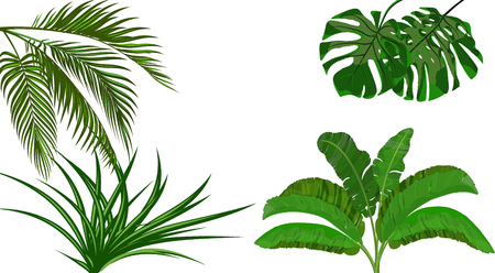 Set. Green leaves of banana, coconut , monstera and ogawa. Bush. Tropical theme. for print, picture or postcard. illustrationのイラスト素材