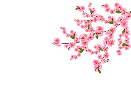 Sakura. Cherry branches with delicate pink flowers, leaves and buds. Isolated on white background  illustration.の写真素材