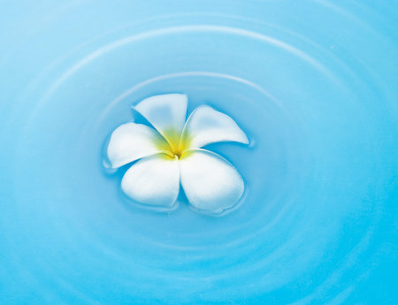 Plumeria flower on water surfaceの写真素材