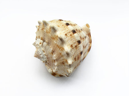 Seashell